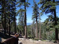 Tahoe Rim Trail 2016 035