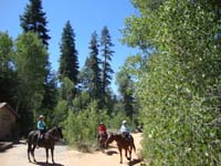 Tahoe Rim Trail 2016 047 (1)